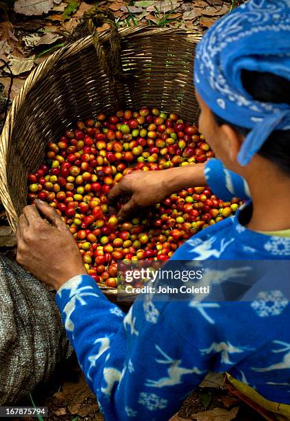 coffee picker, el salvador - el salvador woman stock pictures, royalty-free photos & images