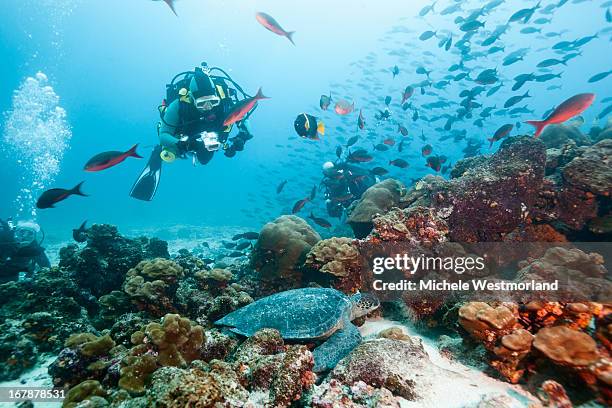diver viewing green sea turtle, galapagos islands. - galapagosinseln stock-fotos und bilder