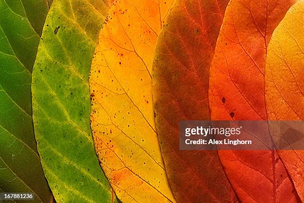 close up of a variety of autumn leaves - changing colour stock pictures, royalty-free photos & images