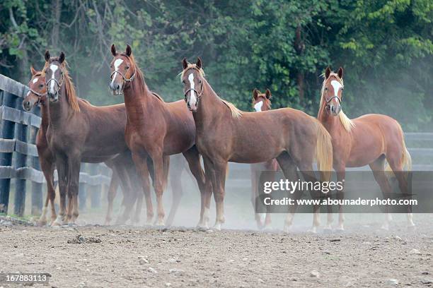 chestnut saddlebred yearlings - kentucky horses stock pictures, royalty-free photos & images