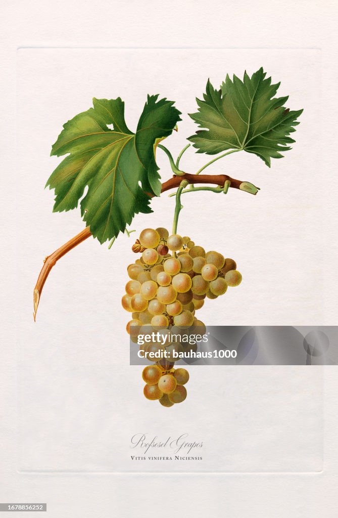Antique Illustration, Grape, Botanical Illustration, Circa 1817