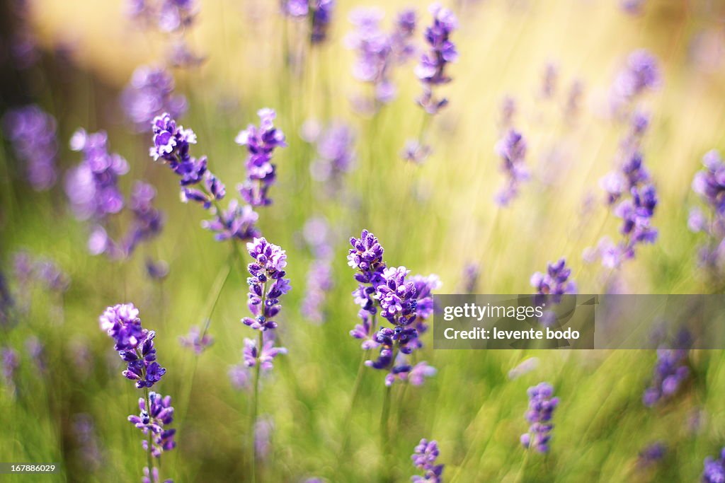 Lavender field