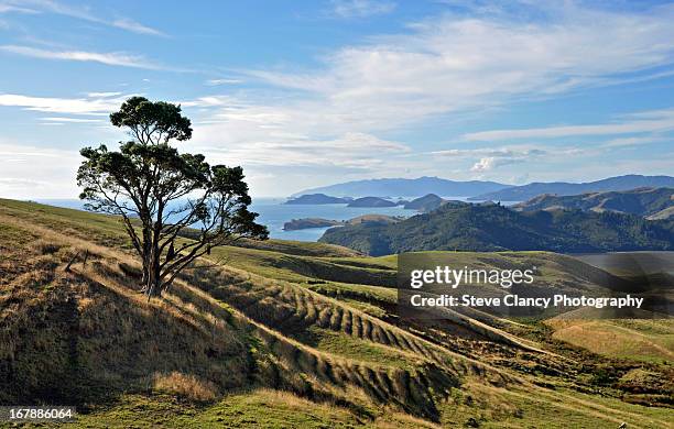 coromandel countryside - halbinsel coromandel peninsula stock-fotos und bilder