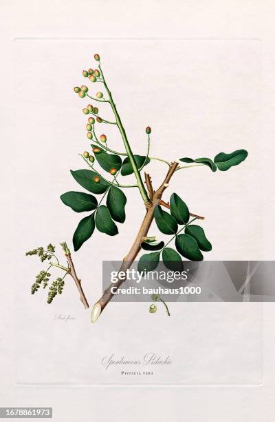 illustrations, cliparts, dessins animés et icônes de illustration antique, pistache, illustration botanique, vers 1817 - pistachier