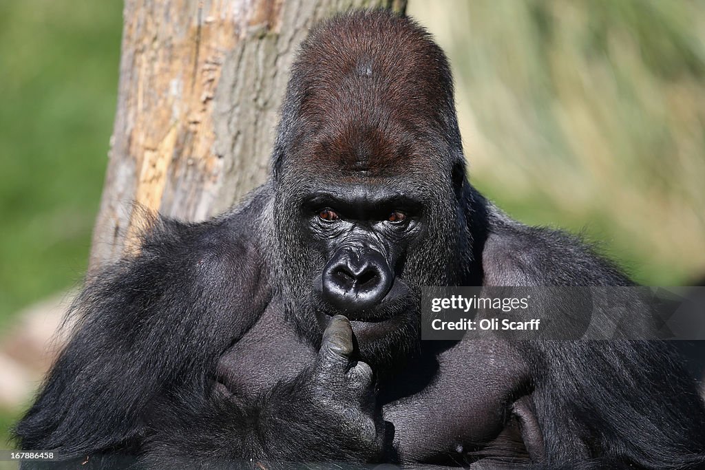 Silverback Gorilla Joins  London Zoo