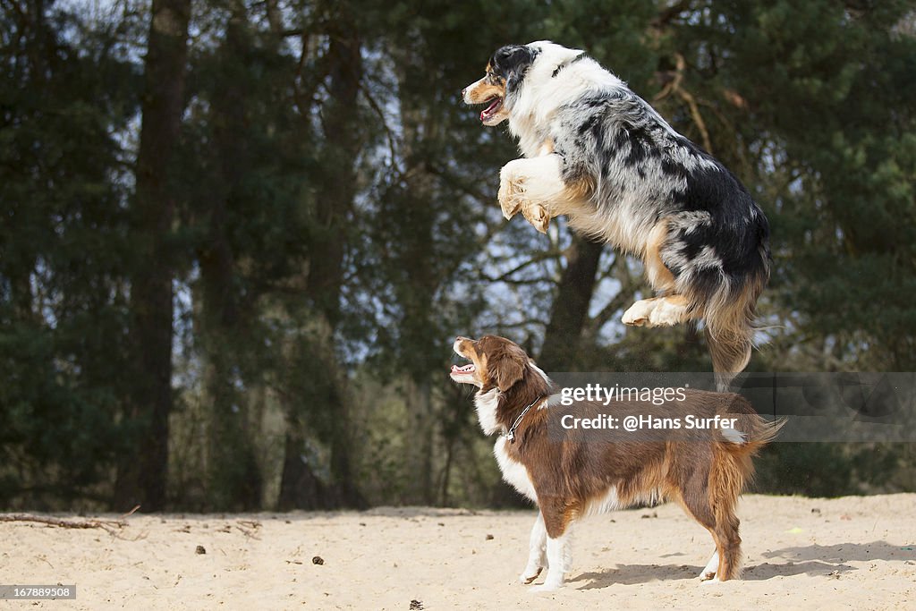 Australian shepherd jumping