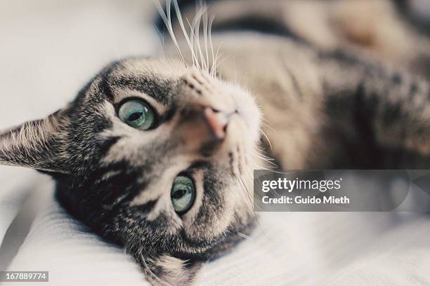 portrait of cat, close up. - gatto soriano foto e immagini stock