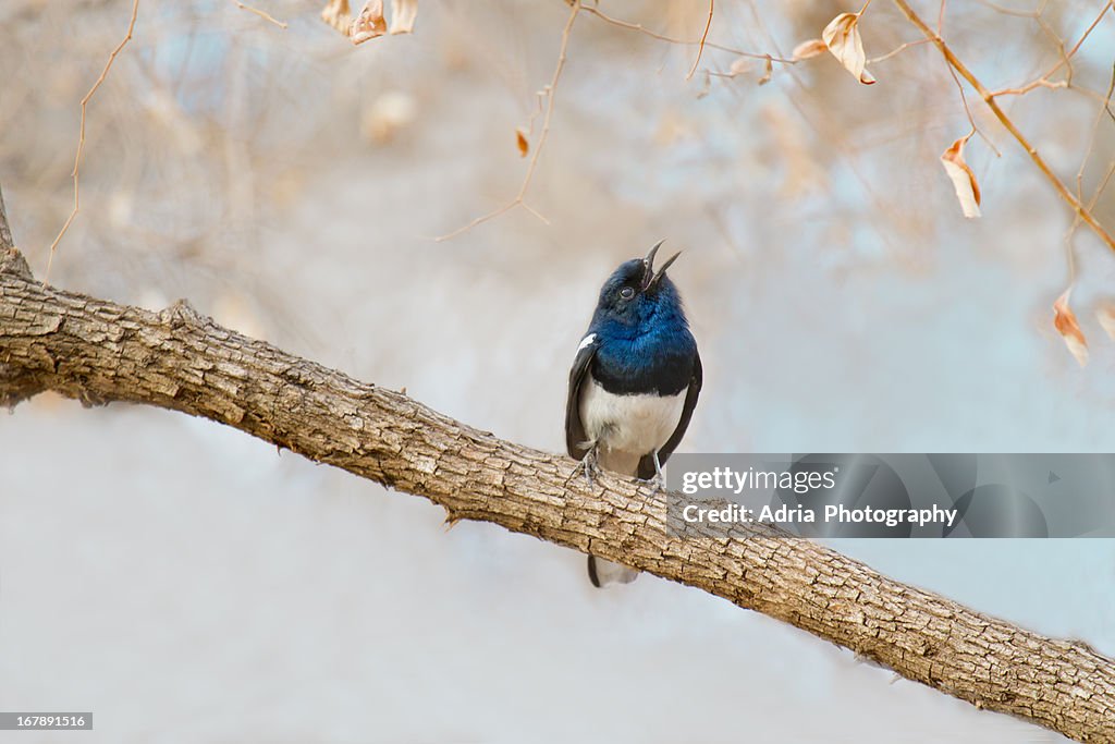 Oriental Magpie Robin