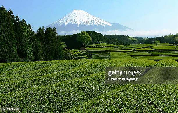 mt. fuji tea fields in may - shizuoka prefecture fotografías e imágenes de stock