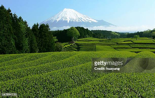 mt. fuji tea fields in may - prefettura di shizuoka foto e immagini stock