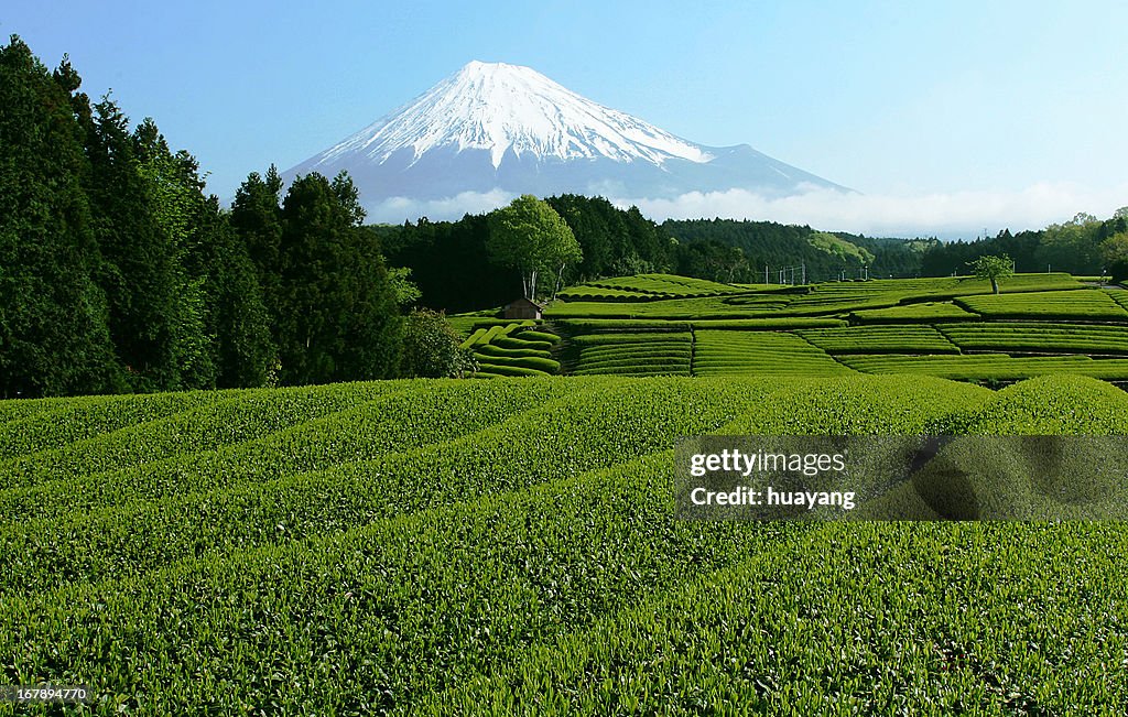 Mt. Fuji tea fields in May