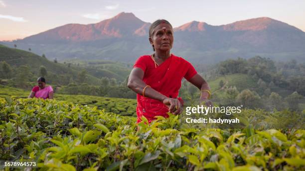 tamil pickers collecting tea leaves on plantation, southern india - thee gewas stockfoto's en -beelden