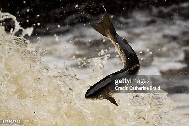 leaping salmon (salmo salar) - fish jumping out of water stock pictures, royalty-free photos & images