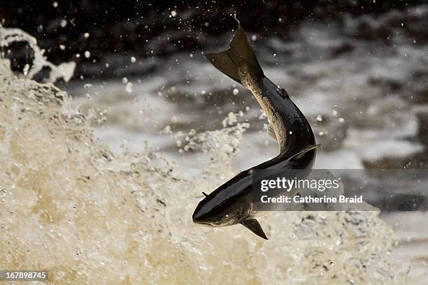 leaping salmon (salmo salar) - sutherland stock pictures, royalty-free photos & images