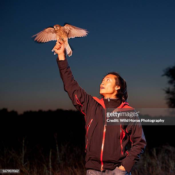 a hunter lift up the falcon - falcon bird stock-fotos und bilder