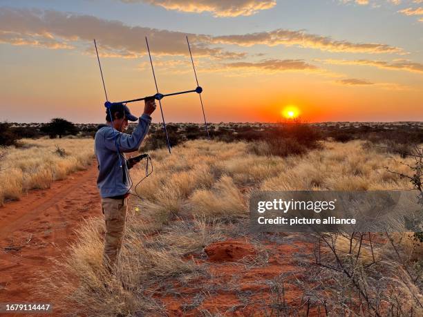 July 2023, South Africa, Kuruman: Researcher Daniel Rossouw stands in the tall veld grass of the Kalahari semi-desert in South Africa, listening with...