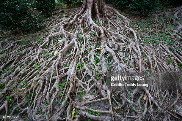 long tree roots in hong kong - roots foto e immagini stock