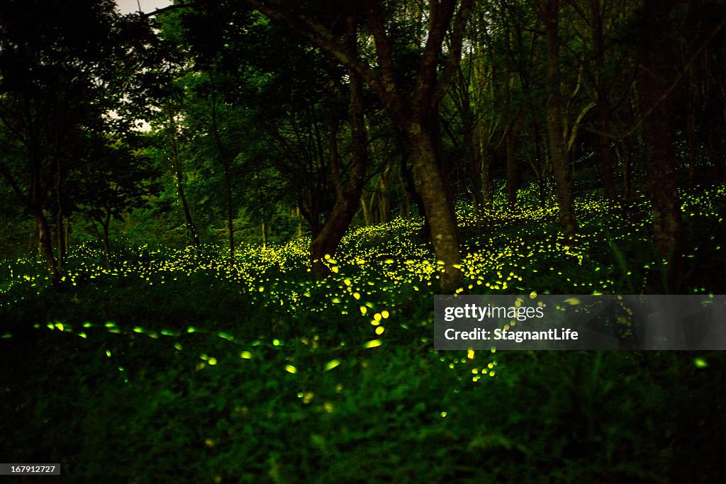 Firefly