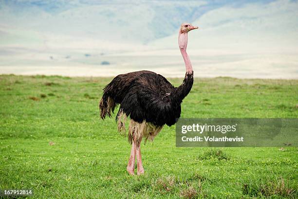 ostrich eating - ostrich ストックフォトと画像