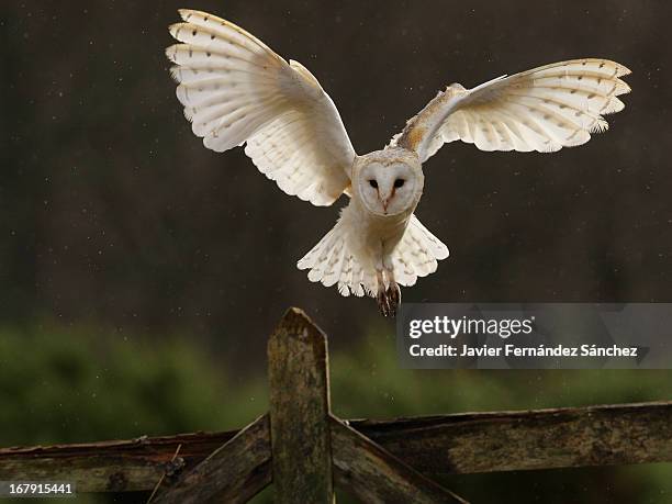 barn owl - gufo foto e immagini stock
