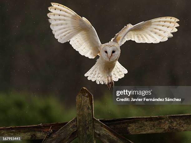 barn owl - uil stockfoto's en -beelden