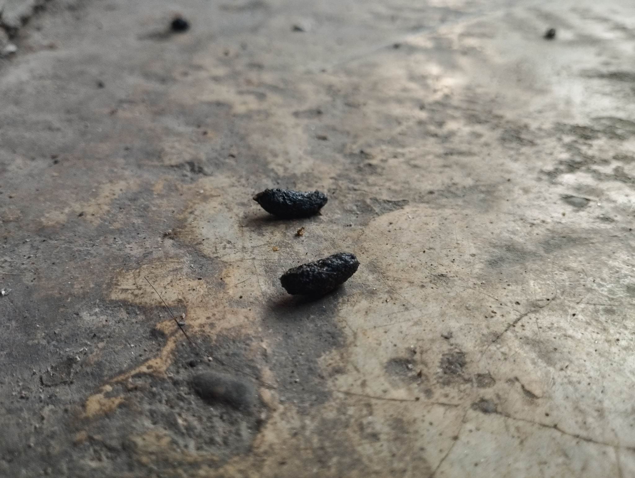 rat droppings