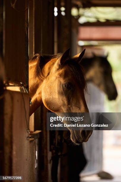 two domestic horses in their stable waiting - horse trials stock pictures, royalty-free photos & images