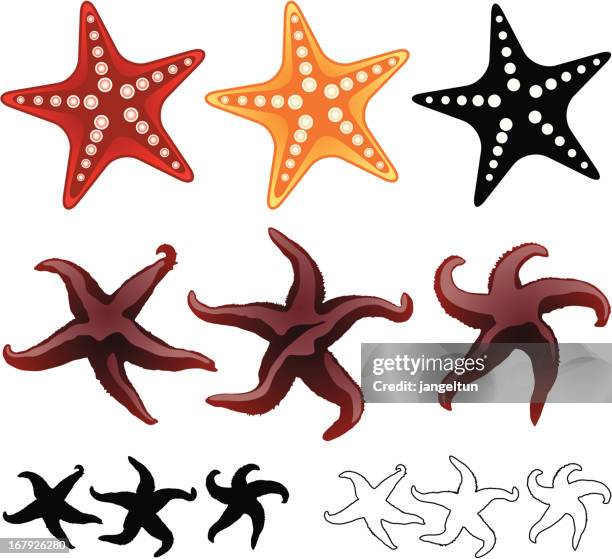 Ilustraciones de Estrella Mar - Getty Images Ilustraciones de Estrella Mar - Getty Images