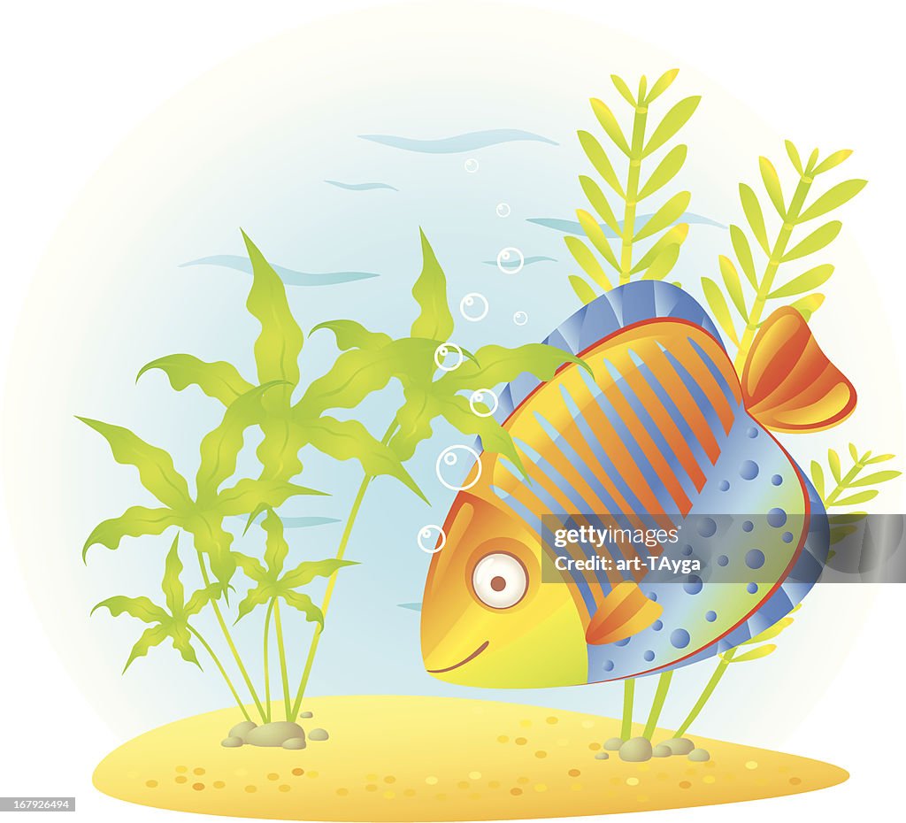 Beautiful fish