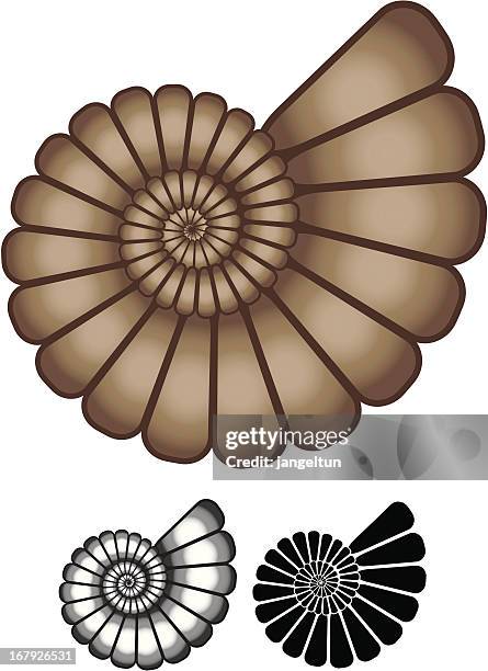 ammonite fossil - ammonite stock illustrations