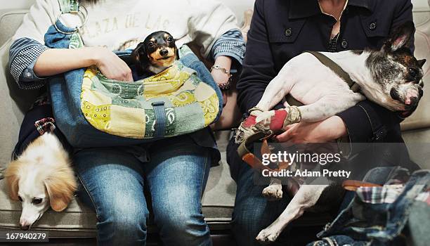 Dogs wait with their owners to receive acupuncture therapy herniation, at the Marina Street Okada animal hospital on April 12, 2013 in Tokyo Japan....