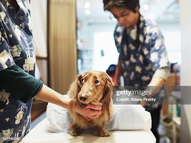 Chocolate, a miniature dachshund receives acupuncture therapy from veterinarian Satoshi Okada to help with lumbar disk herniation, at the Marina...