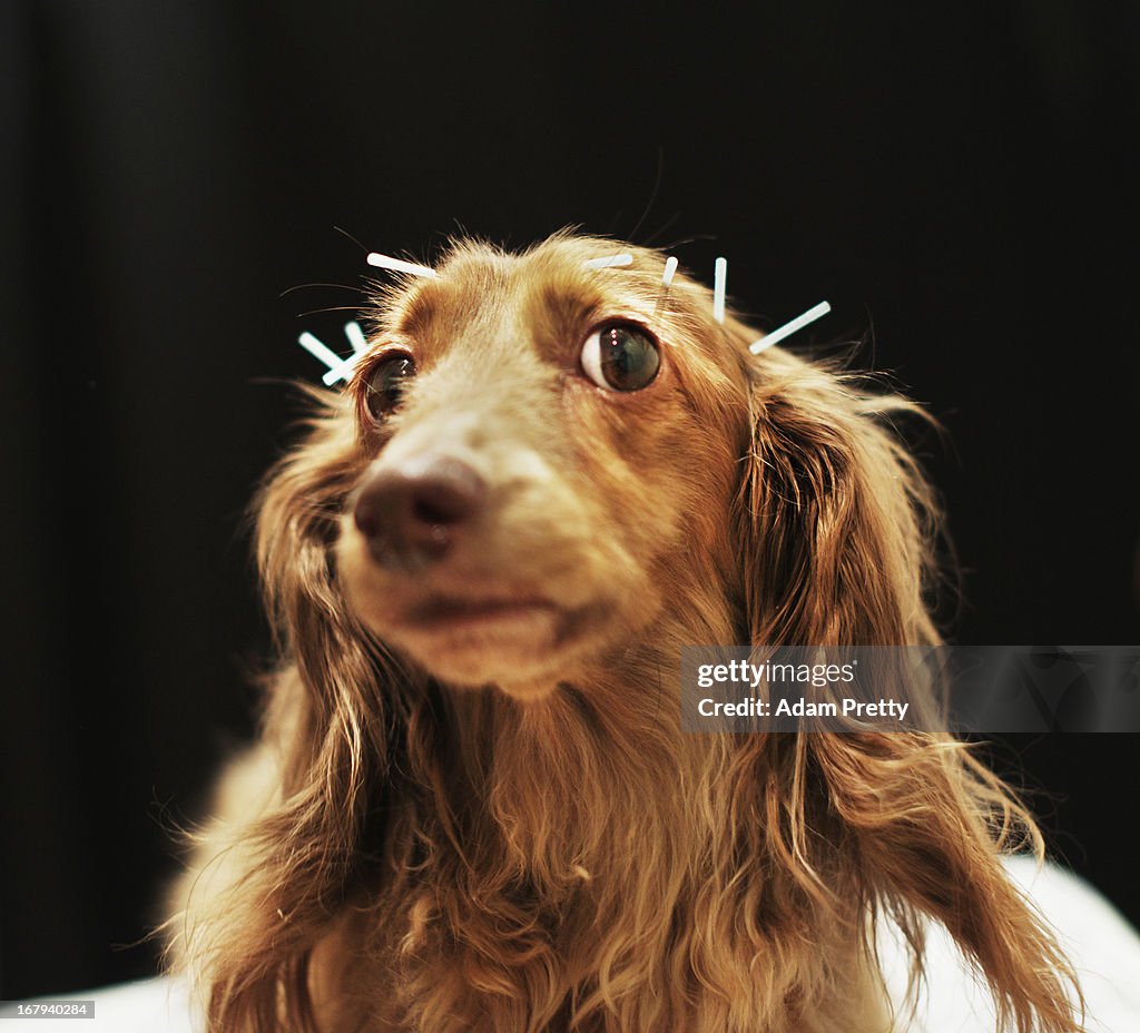 Japanese Dogs Treated By Owners