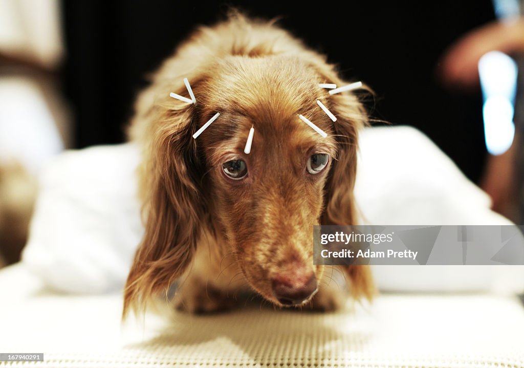 Japanese Dogs Treated By Owners