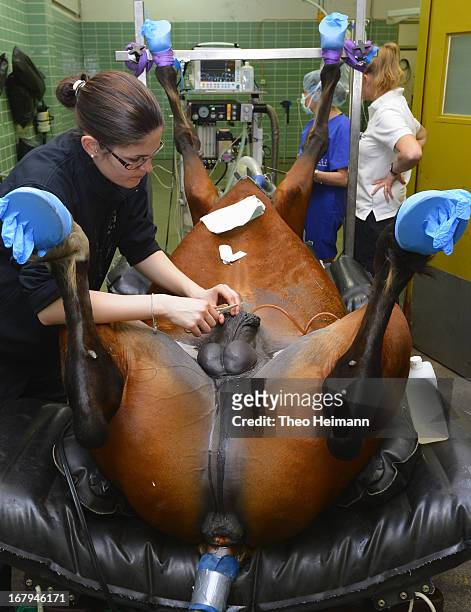 Nurse prepares a horse for castration at the Dueppel animal clinic on April 25, 2013 in Berlin, Germany. The Dueppel clinic consists of two separate...
