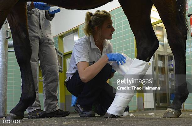 Veterinarian Natalia Dziubinski wraps a new bandage onto the leg of a horse at the Dueppel animal clinic on April 25, 2013 in Berlin, Germany. The...