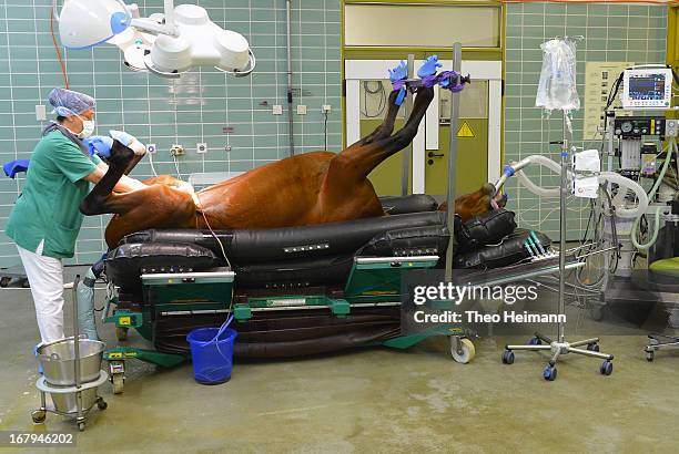 Veterinary technician prepares a horse for castration at the Dueppel animal clinic on April 25, 2013 in Berlin, Germany. The Dueppel clinic consists...