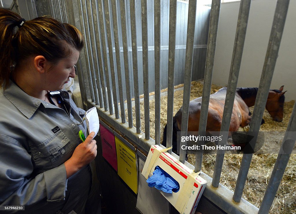 Berlin Animal Clinic Treats Creatures Big And Small