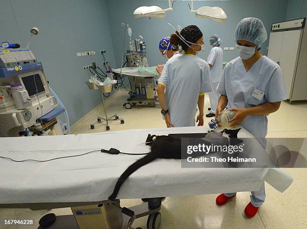 Veterinarians prepare a pet cat with a broken leg for surgery at the Dueppel animal clinic on April 29, 2013 in Berlin, Germany. The Dueppel clinic...