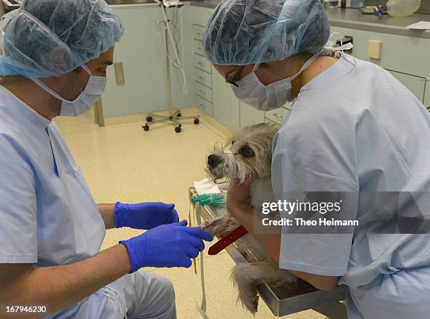 Veterinarians prepare a Lilly, a terrier, for surgery for a tumor in her leg at the Dueppel animal clinic on April 29, 2013 in Berlin, Germany. The...