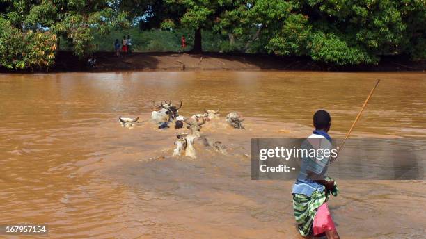 Crocodile In The River Photos and Premium High Res Pictures Biology Diagrams
