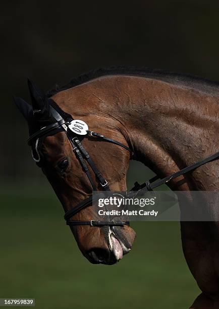 Horse lowers its head as it completes dressage practice at the Badminton Horse Trials on the second day of the Mitsubishi sponsored event on May 3,...