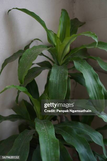 fragrant dracaena, dracaena fragrans agavaceae green leaves - dracaena stock pictures, royalty-free photos & images