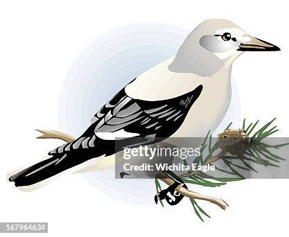 12px10p color illustration of Clark's nutcracker.