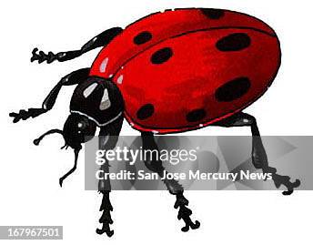 10p x 8p color illustration of a laydbug.