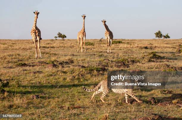 giraffes chasing a cheetah - サウスアフリカキリン ストックフォトと画像