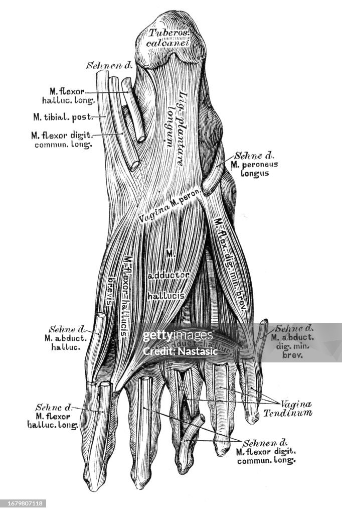 The muscles on the plantar side of the foot