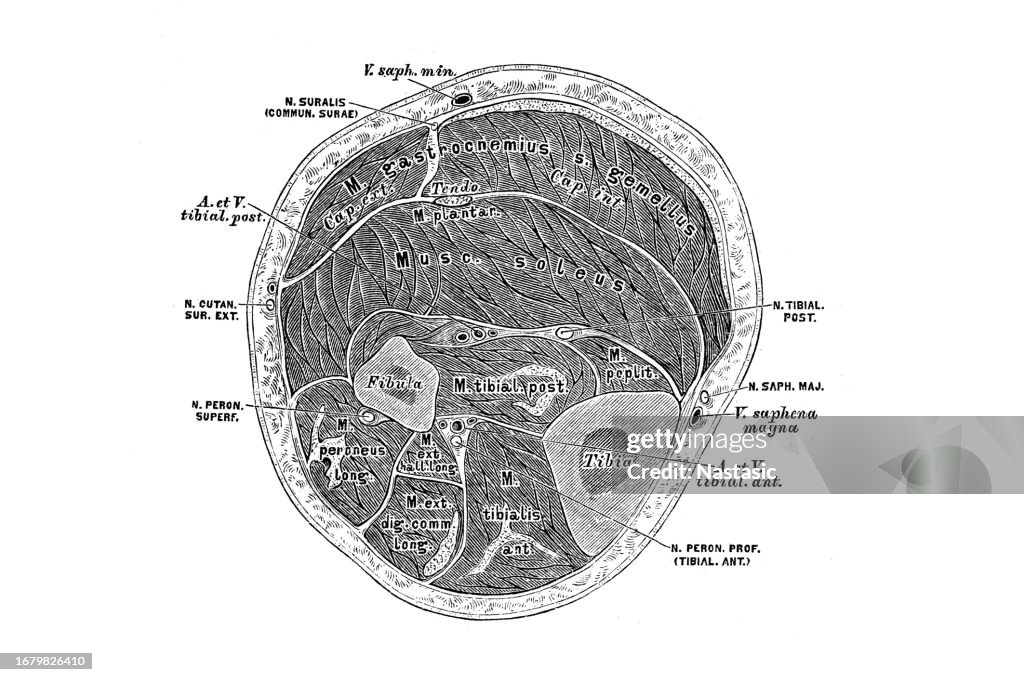 Lower Mid Section Horizontal Section In The Middle Third Of The Lower Leg High-Res Vector ...