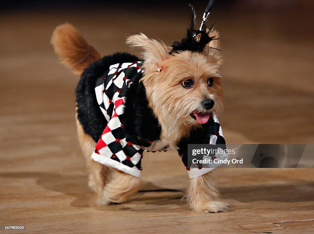 FIT's Fifth Annual Pet Apparel and Accessories Fashion Show