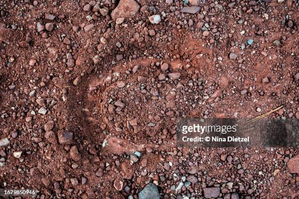 imprint of horseshoe on red soil, cami de cavalls, minorca - cavalls stock pictures, royalty-free photos & images